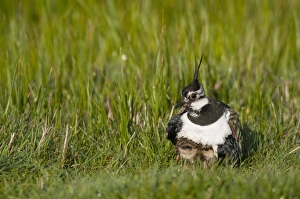 Northern Lapwing (Vanellus vanellus) adult female, breeding plumage, with chicks sheltering under breast