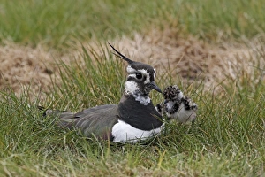 Lap Wing Prints: Northern Lapwing (Vanellus vanellus) adult female