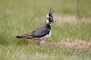 Northern Lapwing (Vanellus vanellus) adult female, summer plumage, calling, standing in grass, Midlands, England, april