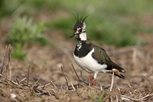 Northern Lapwing (Vanellus vanellus) adult female, standing in field, Midlands, England, spring