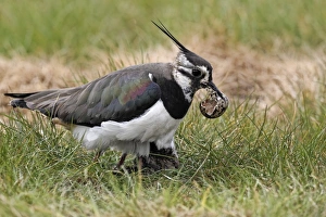 Northern Lapwing (Vanellus vanellus) adult female, summer plumage, picking up empty egg shell in beak, with chick at nest, Midlands, England, april