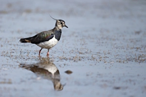 Northern Lapwing (Vanellus vanellus) adult female, walking in shallow water, Warwickshire, England, July