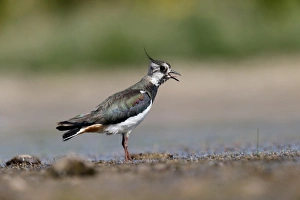 Northern Lapwing (Vanellus vanellus) adult female, calling, standing in shallow water, Warwickshire, England, July