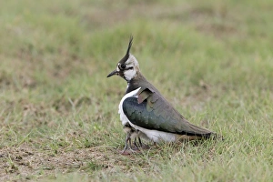 Northern Lapwing (Vanellus vanellus) adult female, sheltering two chicks under body, on grazing marsh, Suffolk