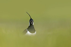 Northern Lapwing (Vanellus vanellus) adult male, breeding plumage, standing in grass field, Suffolk, England, April