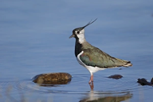 Moorland Prints: Northern Lapwing (Vanellus vanellus) adult male