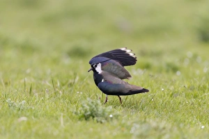 Northern Lapwing (Vanellus vanellus) adult male, breeding plumage, performing broken wing distraction display to draw