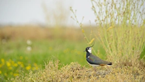 Northern Lapwing (Vanellus vanellus) adult male, summer plumage, standing on vegetation, Italy, April