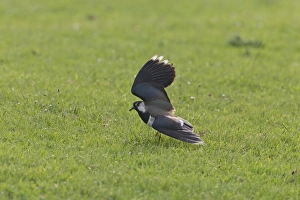 Northern Lapwing (Vanellus vanellus) adult male, breeding plumage, performing broken wing distraction display to draw