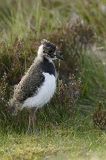 Northern Lapwing (Vanellus vanellus) chick, standing at edge of heather moorland, Swaledale, Yorkshire Dales N. P. North Yorkshire, England, june