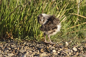 Northern Lapwing (Vanellus vanellus) chick, preening, standing on moorland in early morning sunlight, Swaledale