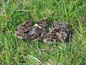 Chicks Prints: Northern Lapwing (Vanellus vanellus) four chicks