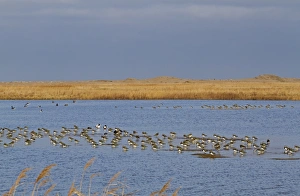 Flock Prints: Northern Lapwing (Vanellus vanellus) flock