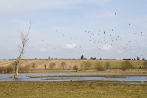 Lap Wing Prints: Northern Lapwing (Vanellus vanellus) flock