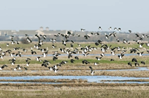 Northern Lapwing (Vanellus vanellus) flock, in flight over flooded grazing marsh habitat, Elmley Marshes RSPB Reserve, North Kent Marshes, Isle of Sheppey, Kent, England, january
