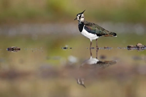 Northern Lapwing (Vanellus vanellus) immature, walking in shallow water, Warwickshire, England, August