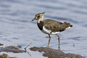 Northern Lapwing (Vanellus vanellus) juvenile, walking on mud at edge of water, Suffolk, England, August
