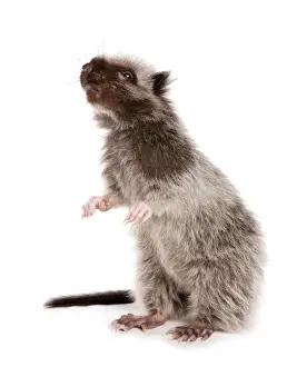 Northern Luzon Giant Cloud Rat (Phloeomys pallidus) juvenile, standing on hind legs