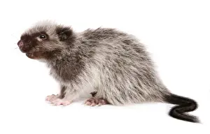 Northern Luzon Giant Cloud Rat (Phloeomys pallidus) juvenile, sitting