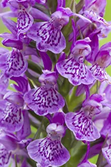 Northern Marsh Orchid (Dactylorhiza majalis purpurella) close-up of flowers, Berwickshire, Scottish Borders, Scotland