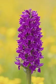 Northern Marsh Orchid (Dactylorhiza majalis purpurella) close-up of flowerspike, growing amongst buttercups
