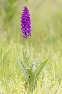 Northern Marsh Orchid (Dactylorhiza majalis purpurella) flowerspike, with spotted leaves, Berwickshire
