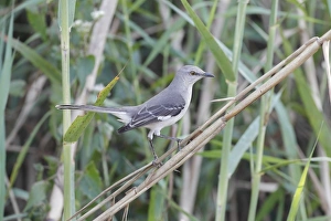 Northern Mockingbird (Mimus polyglottos) adult, perched in stem, Everglades, Florida, U. S. A. February