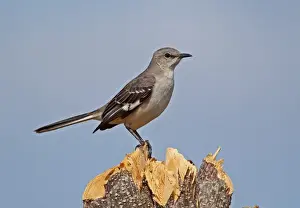 Northern Mockingbird (Mimus polyglottos orpheus) adult, perched on cut tree stump, La Belen, Camaguey Province, Cuba