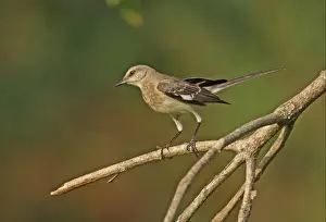 Jamaican Prints: Northern Mockingbird (Mimus polyglottos orpheus) immature