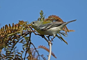 New World Warbler Prints: Northern Parula (Parula americana) adult female