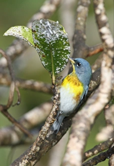 New World Warbler Prints: Northern Parula (Parula americana) adult male