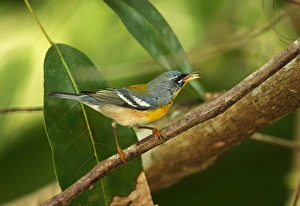Northern Parula (Parula americana) adult male, feeding, perched on twig, Zapata Peninsula, Matanzas Province, Cuba