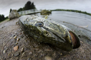 Caught Prints: Northern Pike (Esox lucius) dead adult