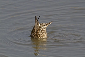 Wildfowl Prints: Northern Pintail (Anas acuta) adult female