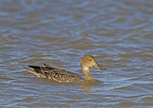 Pintails Prints: Northern Pintail (Anas acuta) adult female, swimming, Norfolk, England, october