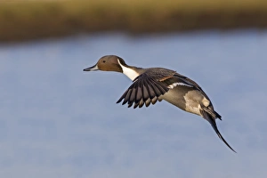 Northern Pintail (Anas acuta) adult male, in flight over water, Slimbridge, Gloucestershire, England, December
