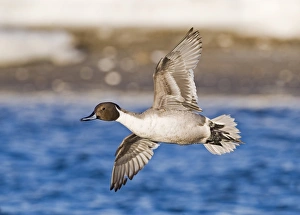 Winters Prints: Northern Pintail (Anas acuta) adult male, in flight over water, Hokkaido, Japan, winter