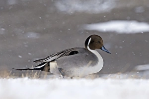 Northern Pintail (Anas acuta) adult male, walking in snow during snowfall, Hokkaido, Japan, winter