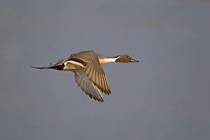Northern Pintail (Anas acuta) adult male, in flight, Minsmere RSPB Reserve, Suffolk, England, april