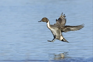 Northern Pintail (Anas acuta) adult male, in flight, landing on water, Slimbridge, Gloucestershire, England, january