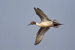 Northern Pintail (Anas acuta) adult male, in flight, Slimbridge, Gloucestershire, England, march