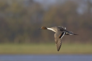 Northern Pintail (Anas acuta) adult male, in flight, Slimbridge, Gloucestershire, England, march