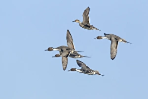 Northern Pintail (Anas acuta) adult males and female, in flight, Slimbridge, Gloucestershire, England, january