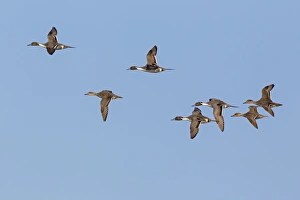 Gloucestershire Prints: Northern Pintail (Anas acuta) adult males and females