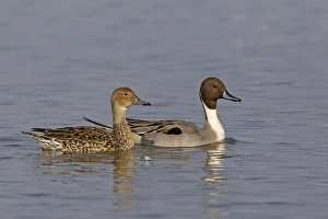 Northern Pintail (Anas acuta) adult pair, swimming, Slimbridge, Gloucestershire, England, March
