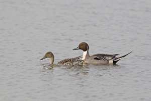 Northern Pintail (Anas acuta) adult pair, swimming, Minsmere RSPB Reserve, Suffolk, England, april