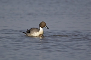 Northern Pintail (Anas acuta) adult pair, mating in water, Slimbridge, Gloucestershire, England, march