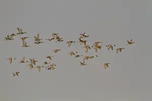 West Bengal Prints: Northern Pintail (Anas acuta) and Eurasian Wigeon (Anas penelope) mixed flock