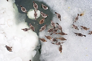 Japan Prints: Northern Pintail (Anas acuta) flock
