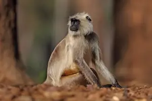 Sitting Prints: Northern Plains Grey Langur (Semnopithecus entellus) adult